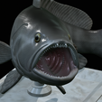 White-grouper-open-mouth-1-19.png fish white grouper / Epinephelus aeneus trophy statue detailed texture for 3d printing