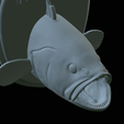 White-grouper-head-trophy-51.png fish head trophy white grouper / Epinephelus aeneus open mouth statue detailed texture for 3d printing