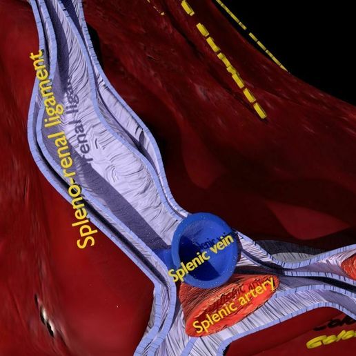 ⚕️ Modèle 3D de microscopie de l'anatomie de la rate étiquetée・Fichier ...