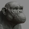 c1.jpg Chimpanzee Bust