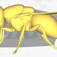 image-17.png 3D House Fly Model