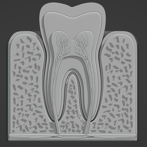 🦷 Tooth cross section・ STL File for ・Cults