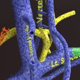PSfinal0087.jpg Human venous system schematic 3D