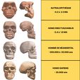 cover.jpg Human Evolution: exclusive pack of 5 skulls