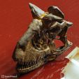 carnotaurus18.jpg Carnotaurus sastrei kafatası rekonstrüksiyonu
