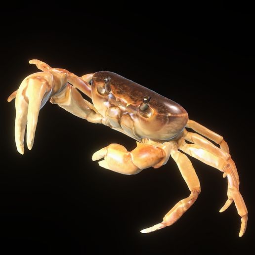 00.jpg CCRUSTACEAN CRAB WATER RIVER OCEAN SEA ANIMAL Anatomy FISH Pike 5