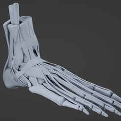 F1.png STL file Foot muscles・3D printing template to download