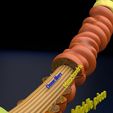 3d-sperm-spermatozoa-3d-model-blend-22.jpg sperm spermatozoa 3D model labelled detail blender