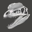 dilophos cranium1.jpg Dilophosaurus dinosaur skull