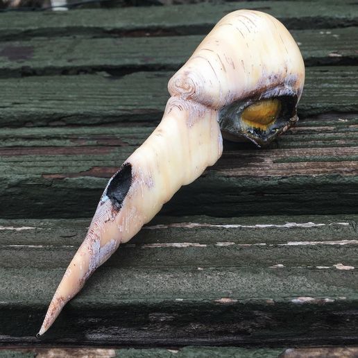 Executor Mask from Pathologic 2 3D model