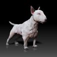 Bull-Terrier03.jpg Bull Terrier - DOG BREED - CANINE -3D PRINT MODEL