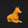 1719-Belgian_Shepherd_Dog_Malinois_Pose_08.jpg Belgian Shepherd Dog Malinois Dog 3D Print Model Pose 08
