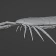 Jaekelopterus3D_10.jpg Sea scorpion (Jaekelopterus rhenaniae)
