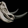 20.png Coelodonta - elasmotherium : Complete skeleton