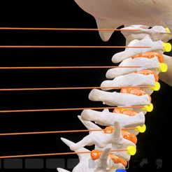 позвонки_С1-С7.jpg Archivo STL El modelo de la columna cervical C1-C7 con una parte del cráneo・Modelo para descargar y imprimir en 3D