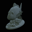 Dentex-statue-1-30.png fish Common dentex / dentex dentex statue underwater detailed texture for 3d printing