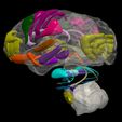 16.jpg 3D Brodmann Conceptual Model