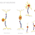 Neuron_Render_1.png Types of Neurons