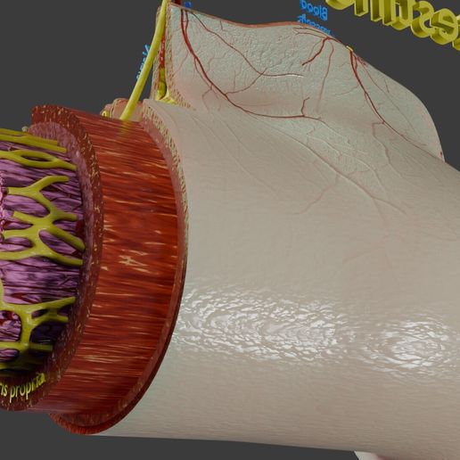 STL file Intestinal wall layers anatomy labelled ⚕️ ・3D printing idea ...