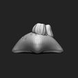 04_shell-with-barnacles-3d-print-aquarium-3d-model-obj-fbx-stl.jpg Shell with Barnacles - 3D Print - Aquarium - Sea Life
