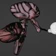 20.png 3D Model of Brain, Brain Stem and Eyes