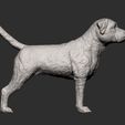 Border-terrier8.jpg Border terrier 3D print model