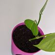IMG_20200508_121125.jpg PLANTER 01