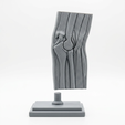 5.png 3D Printable Elbow Joint Anatomy Model