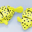 03.jpg Flexi Boxfish