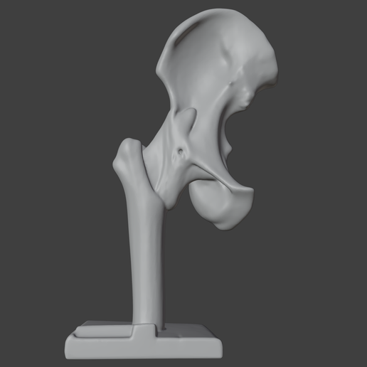 11.png 3D Hip Joint Anatomy Model