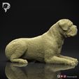 Bullmastiff-Pose-07-Dog-3D-Print-2s.jpeg Bullmastiff Dog 3D Print Model Pose 07