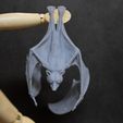 bat_print_1.jpg Renard volant - Chauve-souris frugivore