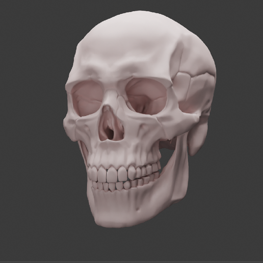 Male skull 3D model