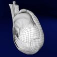 file-15.jpg testis with covering layers 3D model