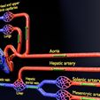 file-12.jpg systemic blood flow detailed labelled 3D model