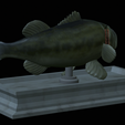 Bass-mouth-2-statue-4-8.png fish Largemouth Bass / Micropterus salmoides in motion open mouth statue detailed texture for 3d printing