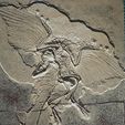 IMG_2716.jpg Archaeopteryx Litographica Fossil 188x230 Hueforge