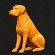 3457-Chesapeake_Bay_Retriever_Pose_04.jpg Chesapeake Bay Retriever Dog 3D Print Model Pose 04