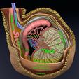 file-4.jpg testis with covering layers 3D model