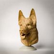 20220108_101812.jpg German Sheperd Bust/Head