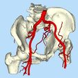 2.jpg pelvis with blood vessels