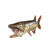 0_00075.jpg PIKE FISH Esox Masquinongy FISH ANIMAL SEA 3D MODEL 3D - FISH Muskellunge MONSTER HUNTER RAPTOR DINOSAUR RAPTOR 3D MODEL