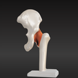 4.png 3D Hip Joint Anatomy Model