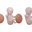 Ninth_Month_Color.png Month 9 Human embryonic (baby stages)