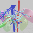 artery,-vein,-abdominal,-abdomen,-spleen,-liver,-lobe,-tumor,-hepatic,-portal-vein,-mesenteric,-3d-l.png CANCER DU FOIE 3D avec veine porte, artère et veine hépatiques, vésicule biliaire, canal biliaire, rate et rein