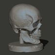 Skull_3DPrinr_stand2.jpg Hollow Skull with stand