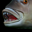 Dentex-mouth-statue-39.png fish Common dentex / dentex dentex open mouth statue detailed texture for 3d printing