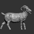 Goat10.jpg Goat 3D print model