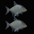 Bream-fish-8.png fish Common bream / Abramis brama solo model detailed texture for 3d printing