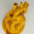 20240306_142821.jpg HUMAN HEART CROSS SECTION 3D PRINTING